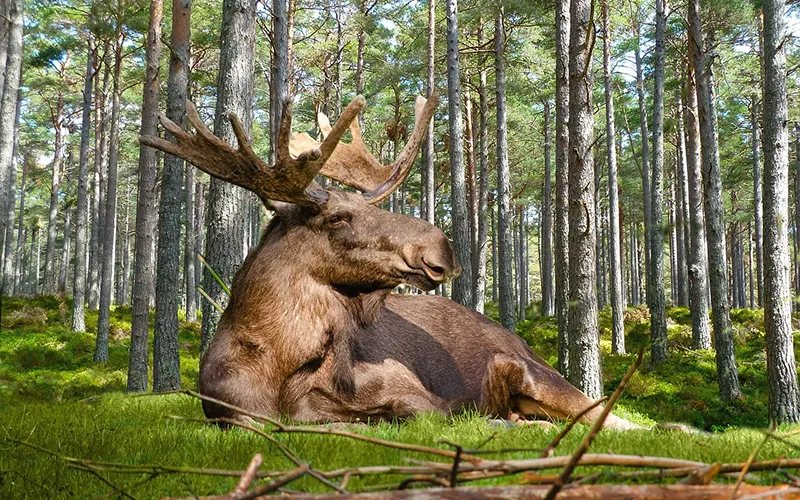 moose-4805194_1280